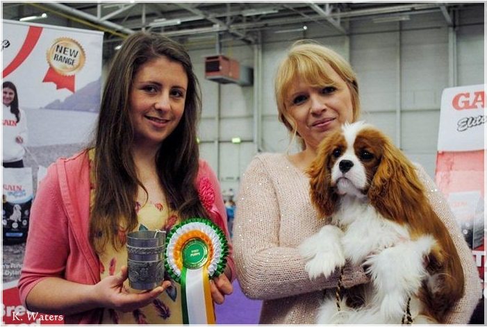 Best Puppy in Show - Castletoy Hot Chocolate