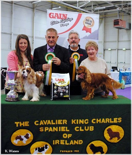 Veteran of the Year - Ch. & Int Ch. Chantismere Tinker Taylor at Menota & Reserve - Redwood Ranger at Aimedahl