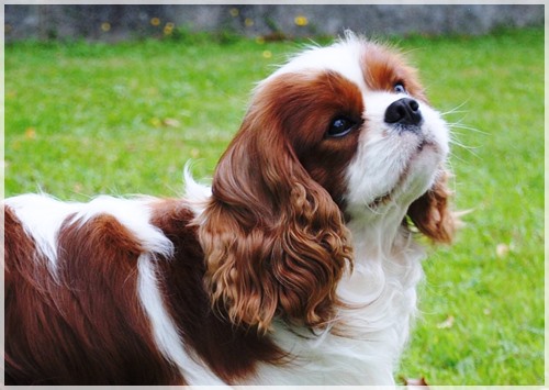ozzy (57 kB)