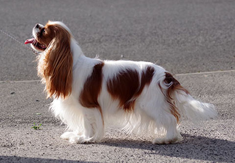 sophie (80 kB)
